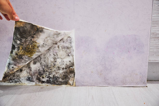 Home Mold Removal in Poipu, HI
